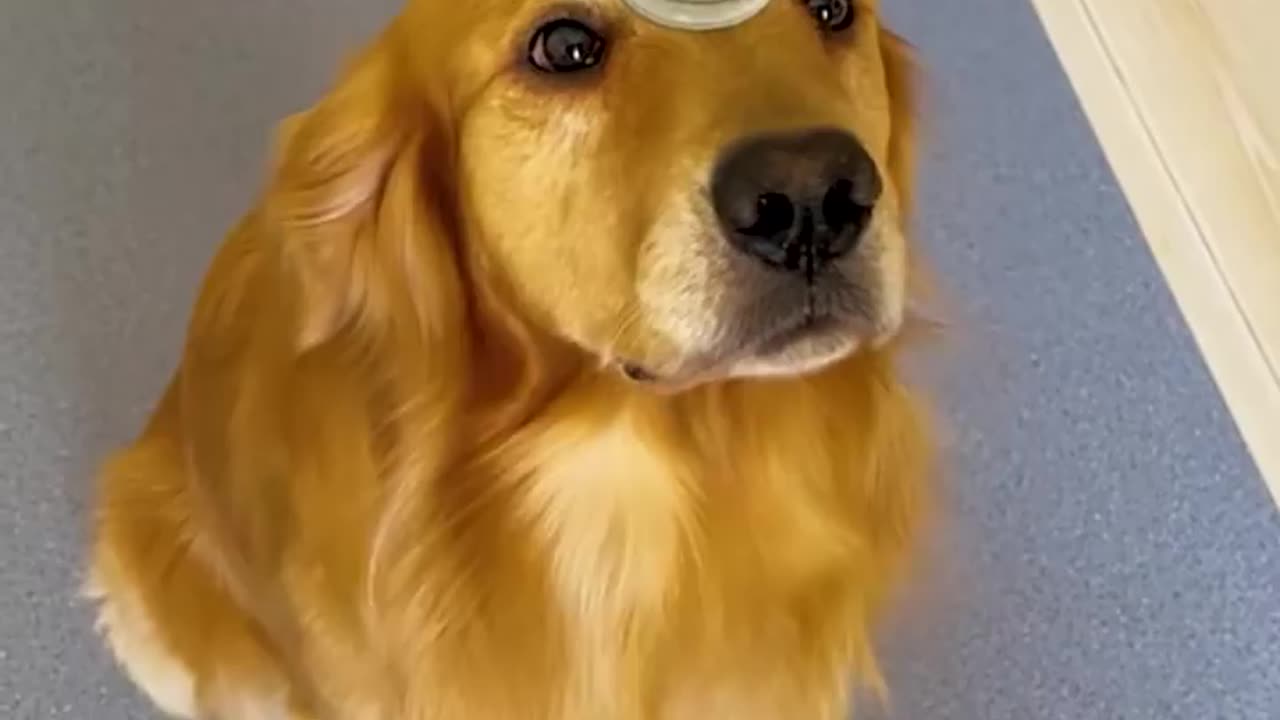 Cats and dogs to make your day😂