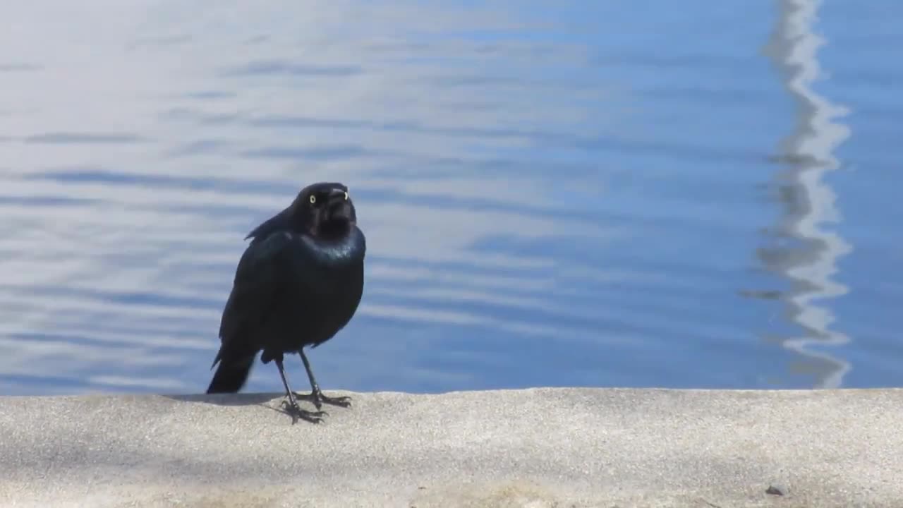 Black Bird Chirping