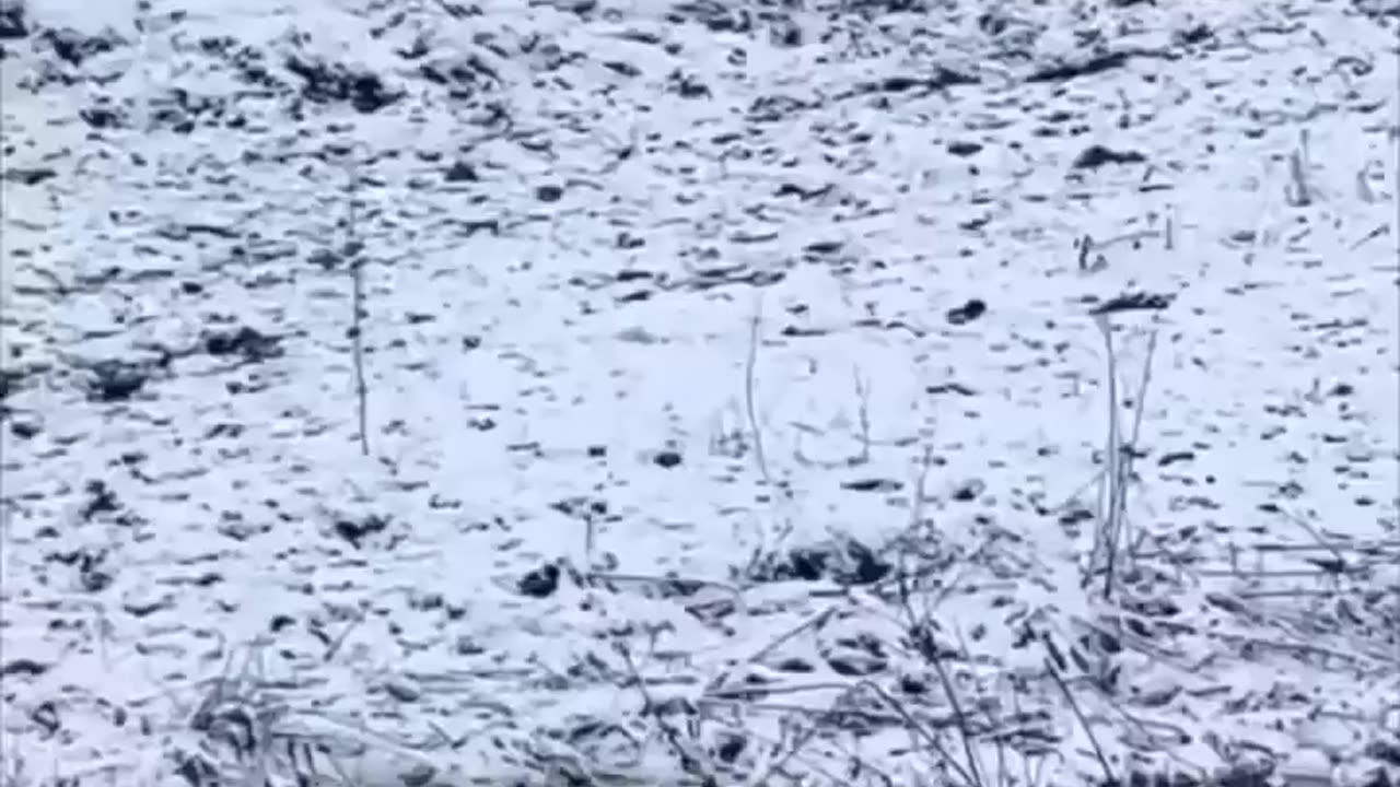 this dog is obsessed with horses