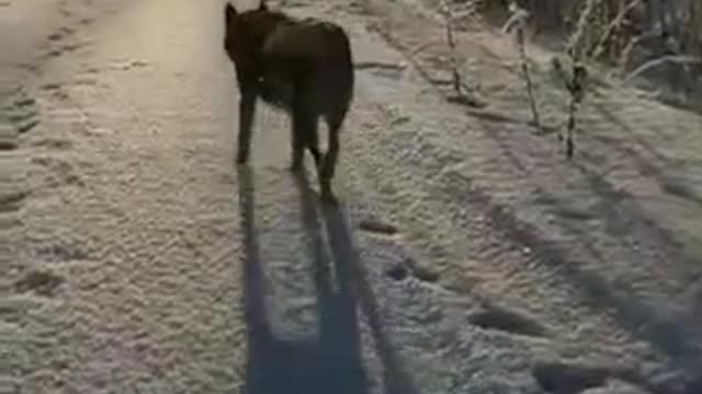 A dog on the snow