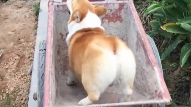 Funny Dancing Dog - Try Not To Laugh!