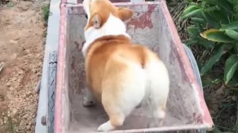 Funny Dancing Dog - Try Not To Laugh!