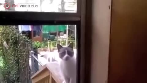 FUNNY CAT ASKS TO OPEN THE DOOR