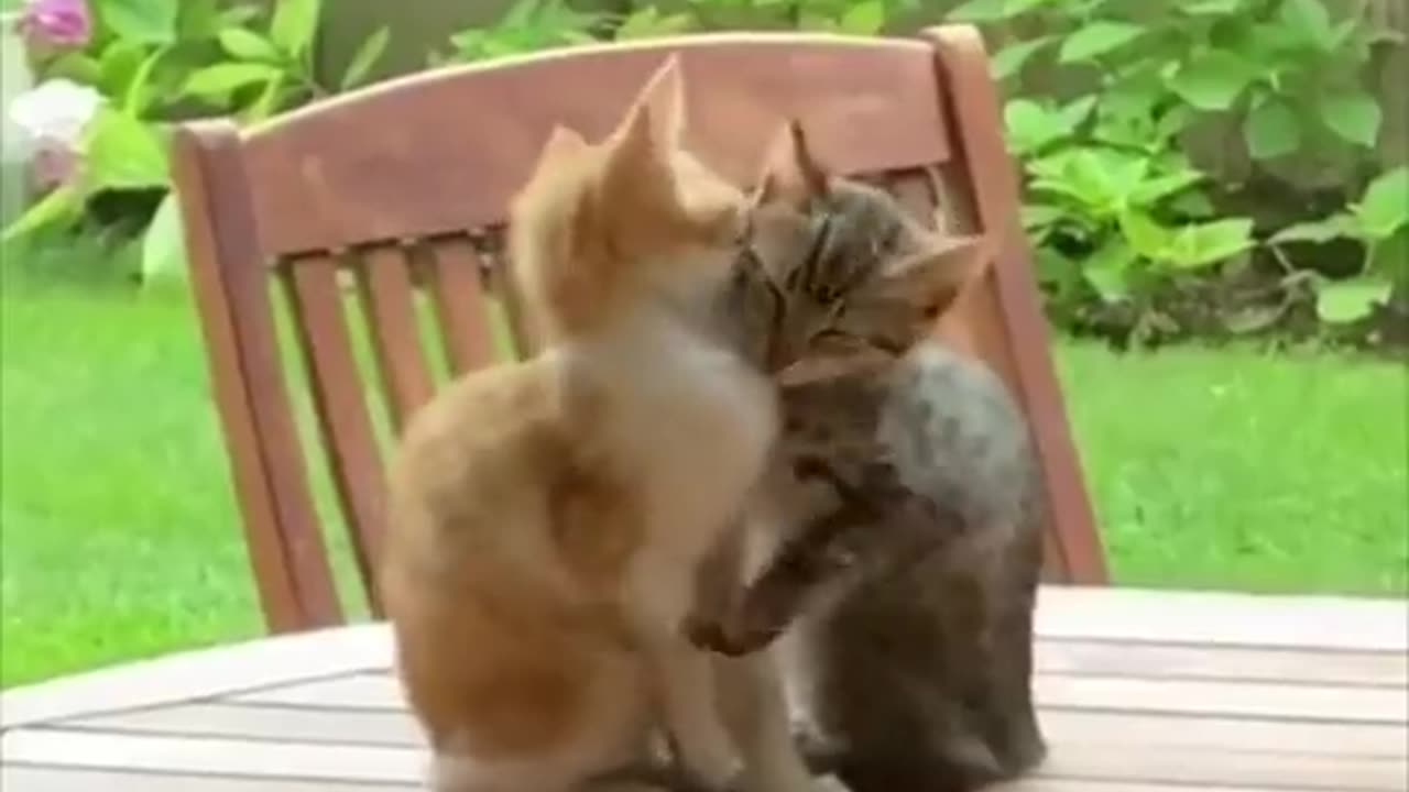 Cat Hug