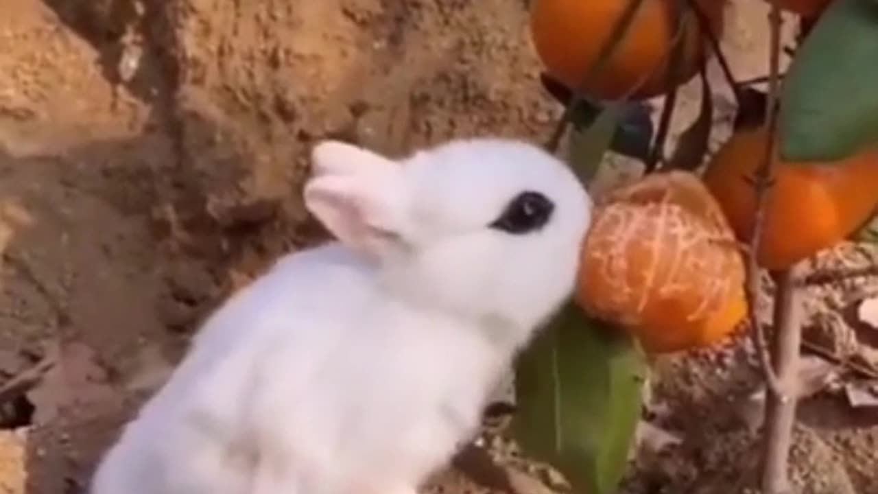Cute Animals !!! Most Cutest Bunnies Ever !!