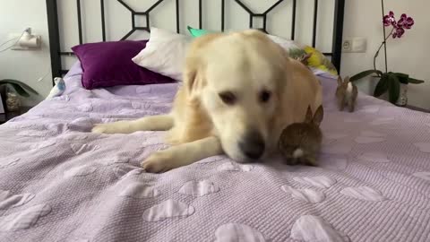 Lovely Golden Retriever Welcomes Cute Baby Bunnies!