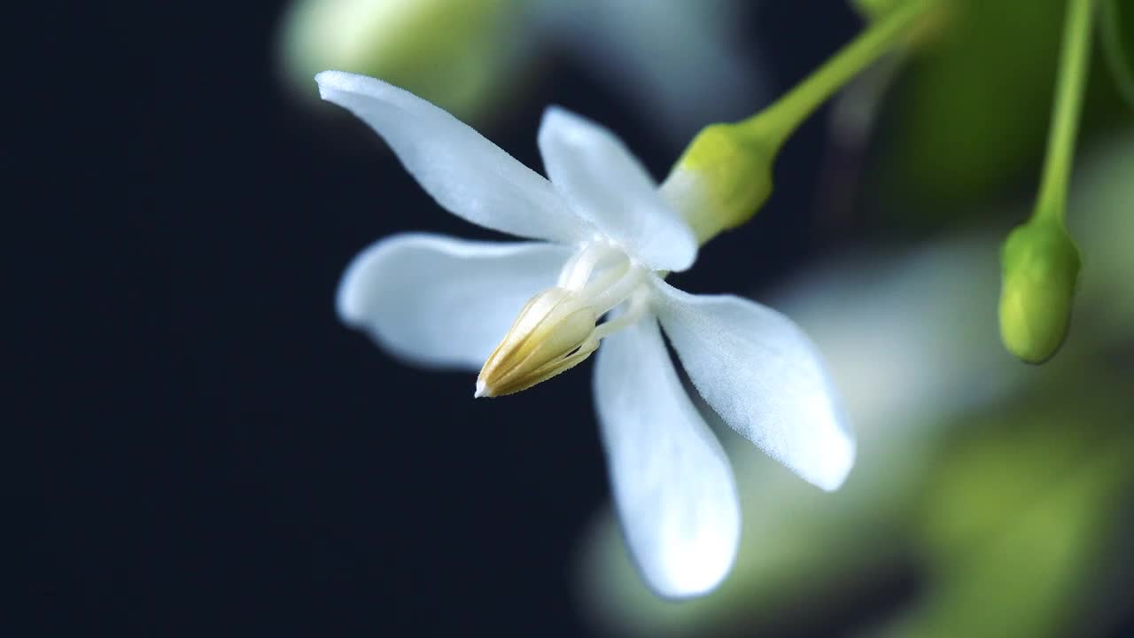 Making a Bonsai Landscape Using a Water Jasmine Tree