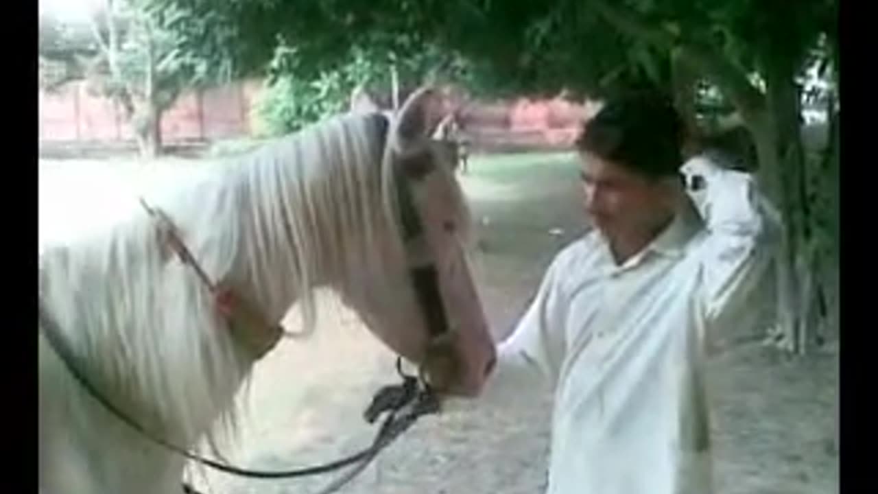 Horse ridding video of hamna