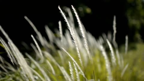 grass cinematic video _ landscape video