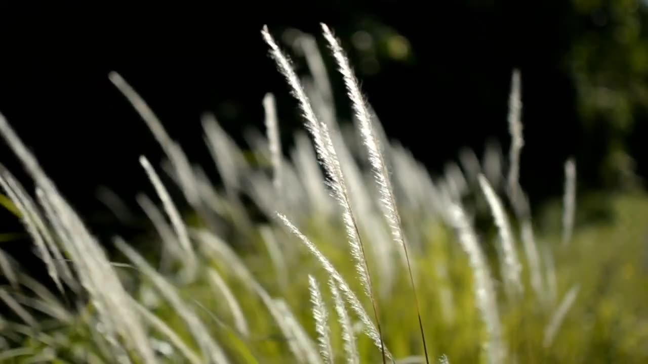 grass cinematic video _ landscape video