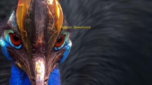 Cassowary, the most dangerous rare bird in the world.