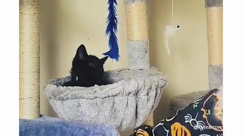 Cat and dog scary moments