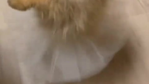 dog short video