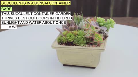 Succulents in a Bonsai Container