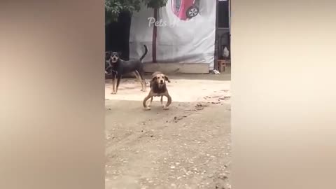 Funny dog and cats