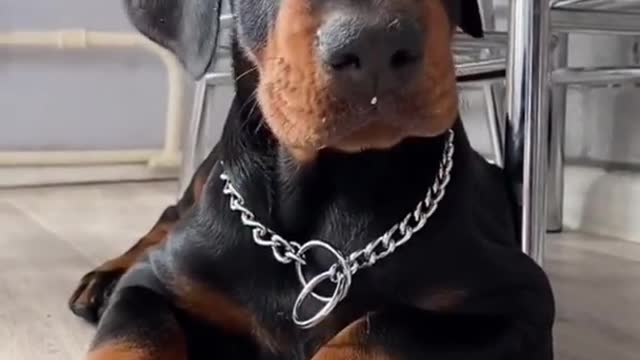 8 Sounds Dogs Like to React to the Most