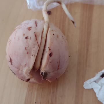 Store bought Avocado seed in water