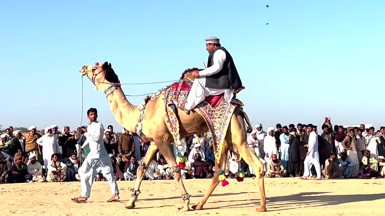 Camel Dance Competition at the cholistan Desert