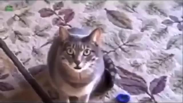 How cats sound is différent countries