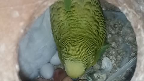 small and big looking baby parrot