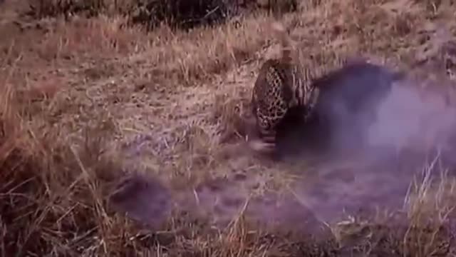 The leopard has to pull out all the stops this time