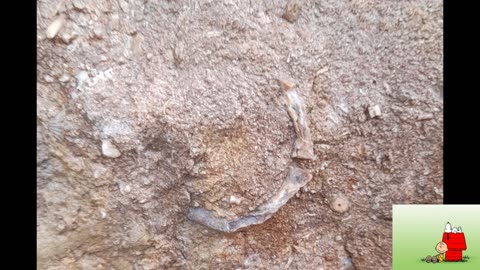 Close up Rock with fossils in it dug up from my property kind of cool