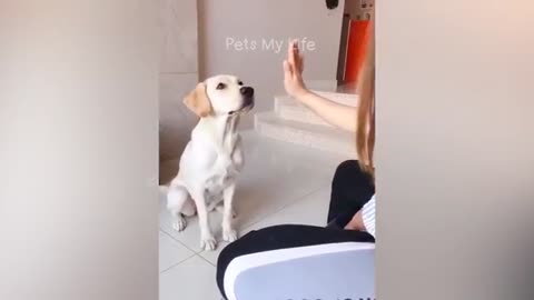 Funny video|Funny cats&dog|Hilarious cat and dog moments|Funny animal video||try not laugh