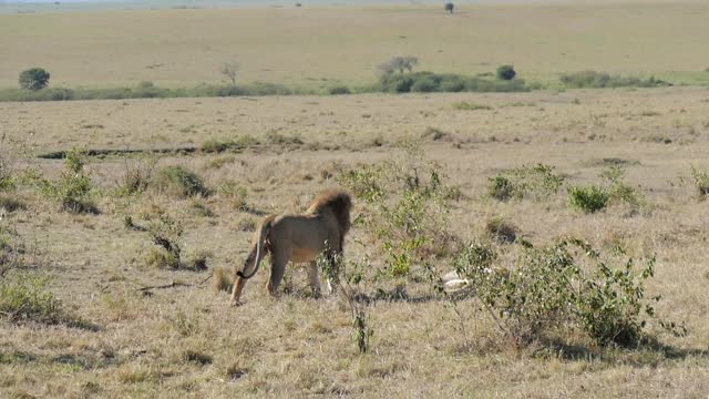 Lion and lioness mating successfully