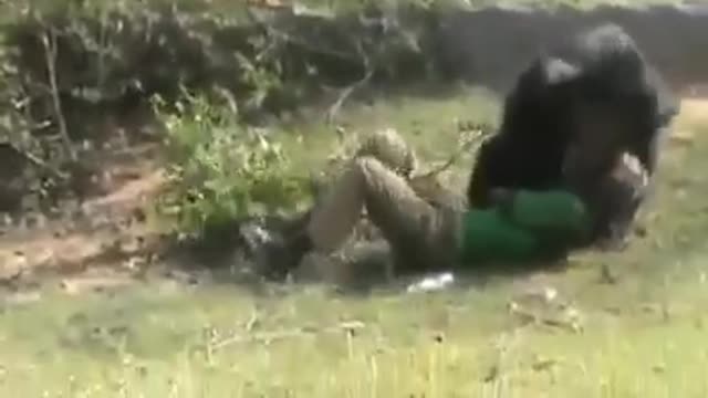 Bear attack in India