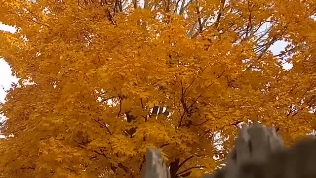 October's Gold