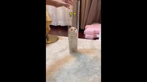 cats video