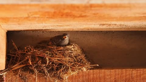 The Most Unique Animal Videos With Relaxing