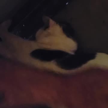 Loki loves the garage