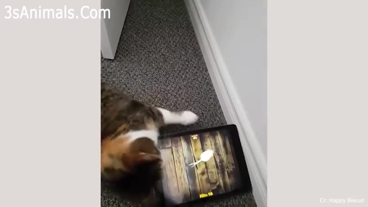 Don't watch these cats, it's too insane!!!