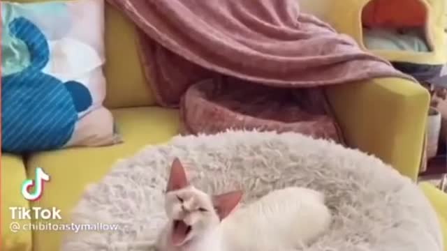 Funny cats