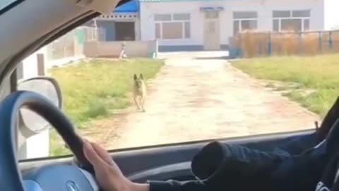 Try not to laugh🤣 Funny animals😹