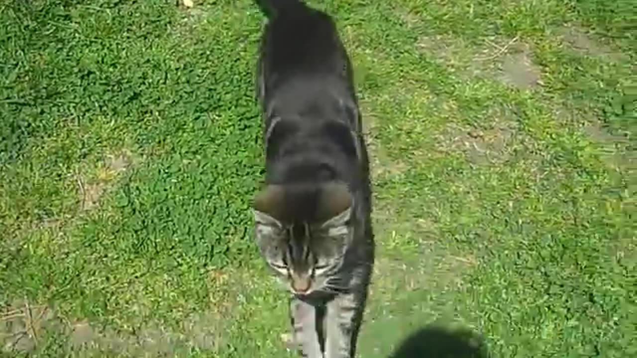 Our cat faking a limp to get in the house.