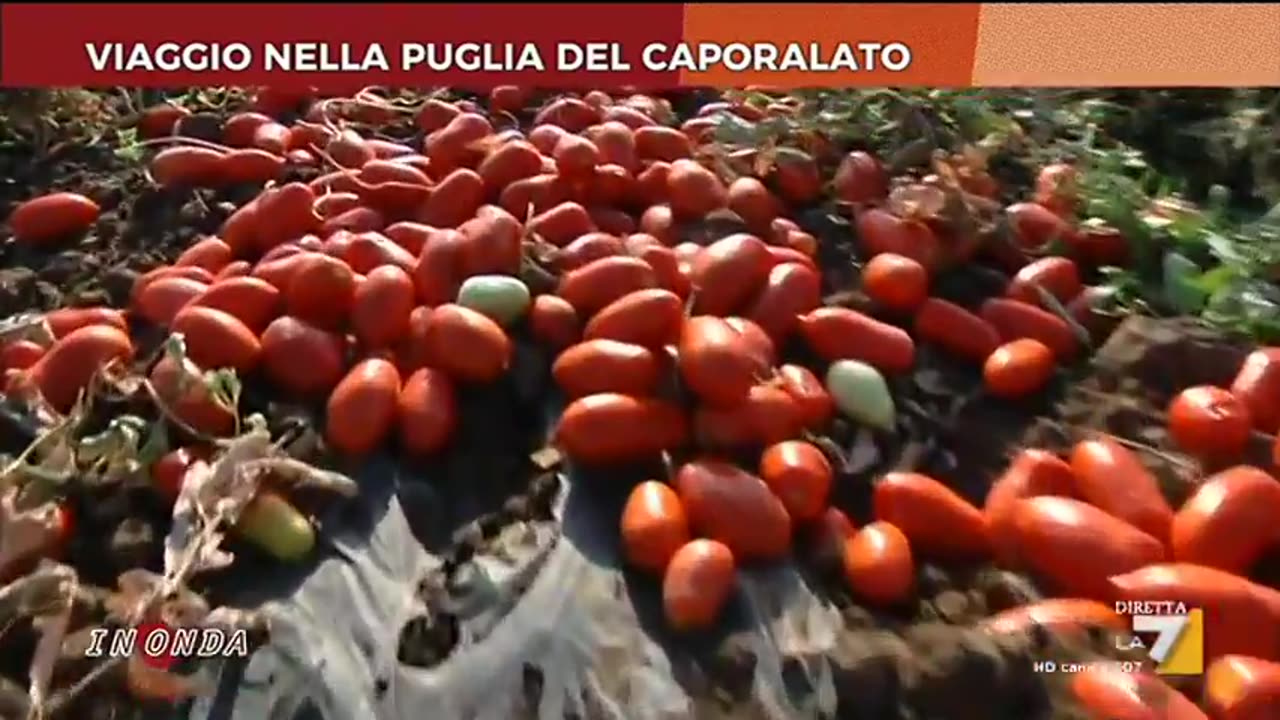 Viaggio nella Puglia del caporalato agricolo in MERDALIA💩 DOCUMENTARIO ricordiamo ai politicanti di MERDALIA che sono decenni che esiste il caporalato dove i braccianti agricoli stranieri e italiani vengo sfruttati,lavorano in nero e sottopagati