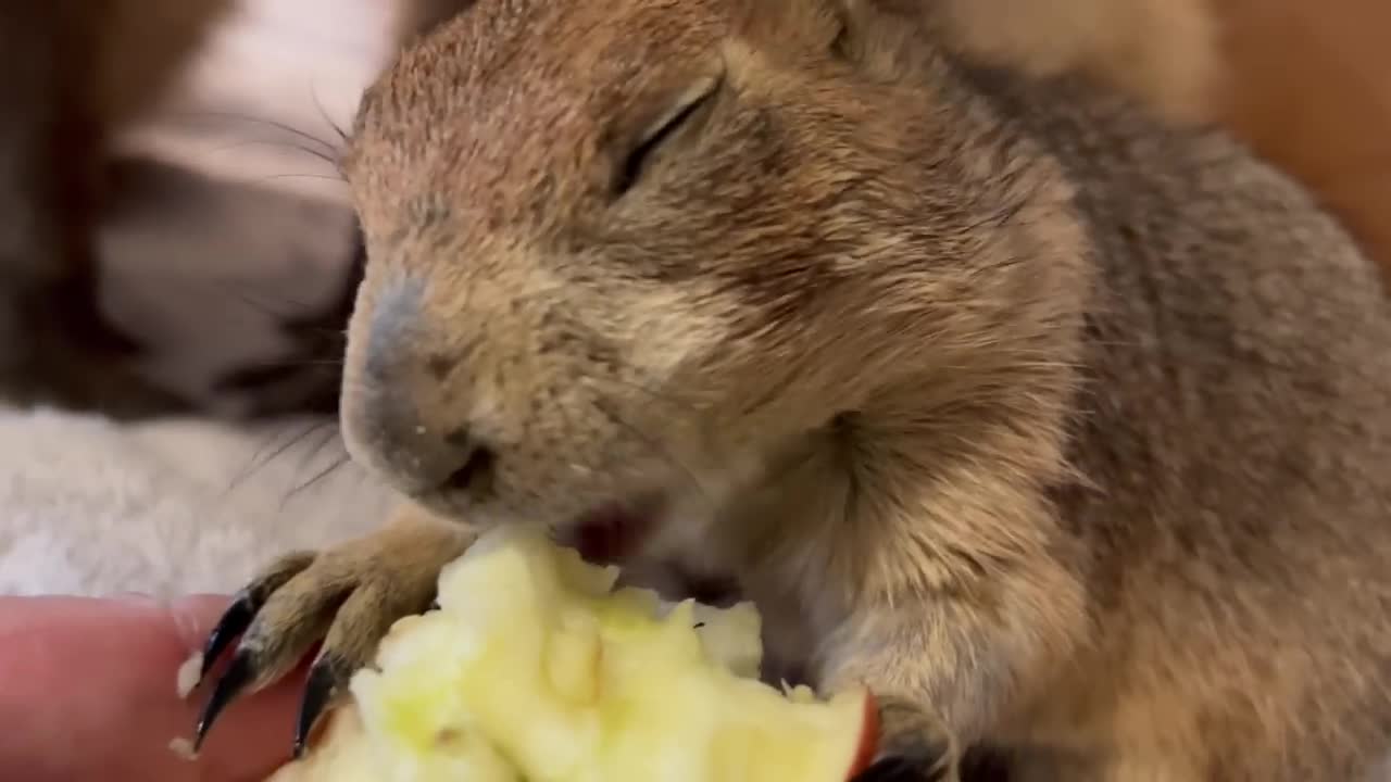 Capybara vs Piglet (Quandale Dingle Dies)5