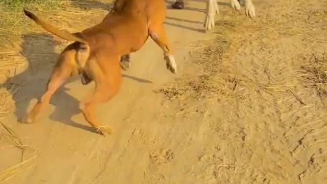 Pitbull V/S Dogo Argentino power || pitbull vs Dogo Argentino fight ||