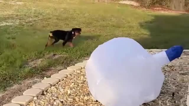 PUPPY vs CHRISTMAS DECORATIONS!