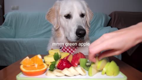 ASMR Dog Eating Different Types of Fruits Funny Dog Bailey