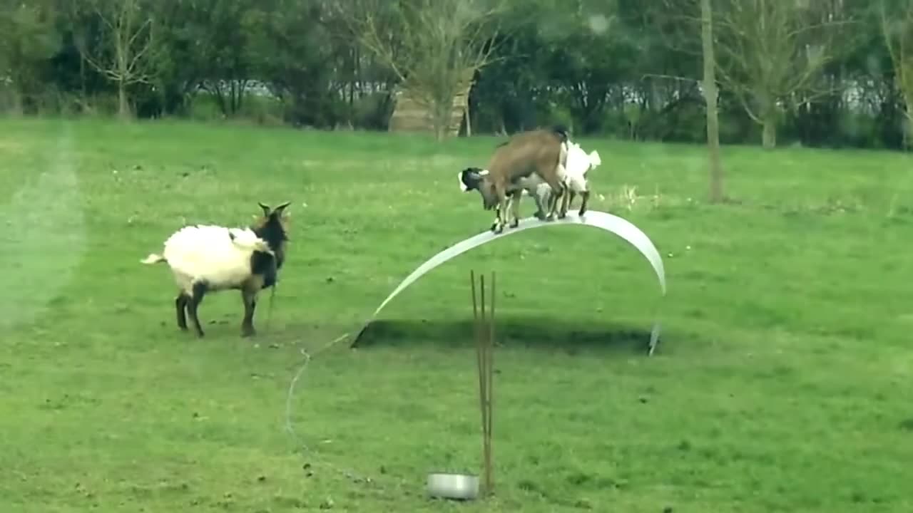 Funny goat playing... (Funny animals)