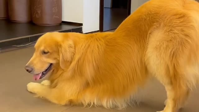 Dog Dance