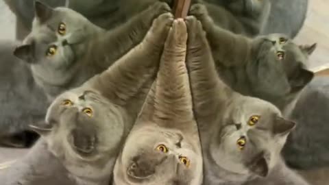 "Reflections of a Feline: A Cat's Encounter with its Mirror Image"