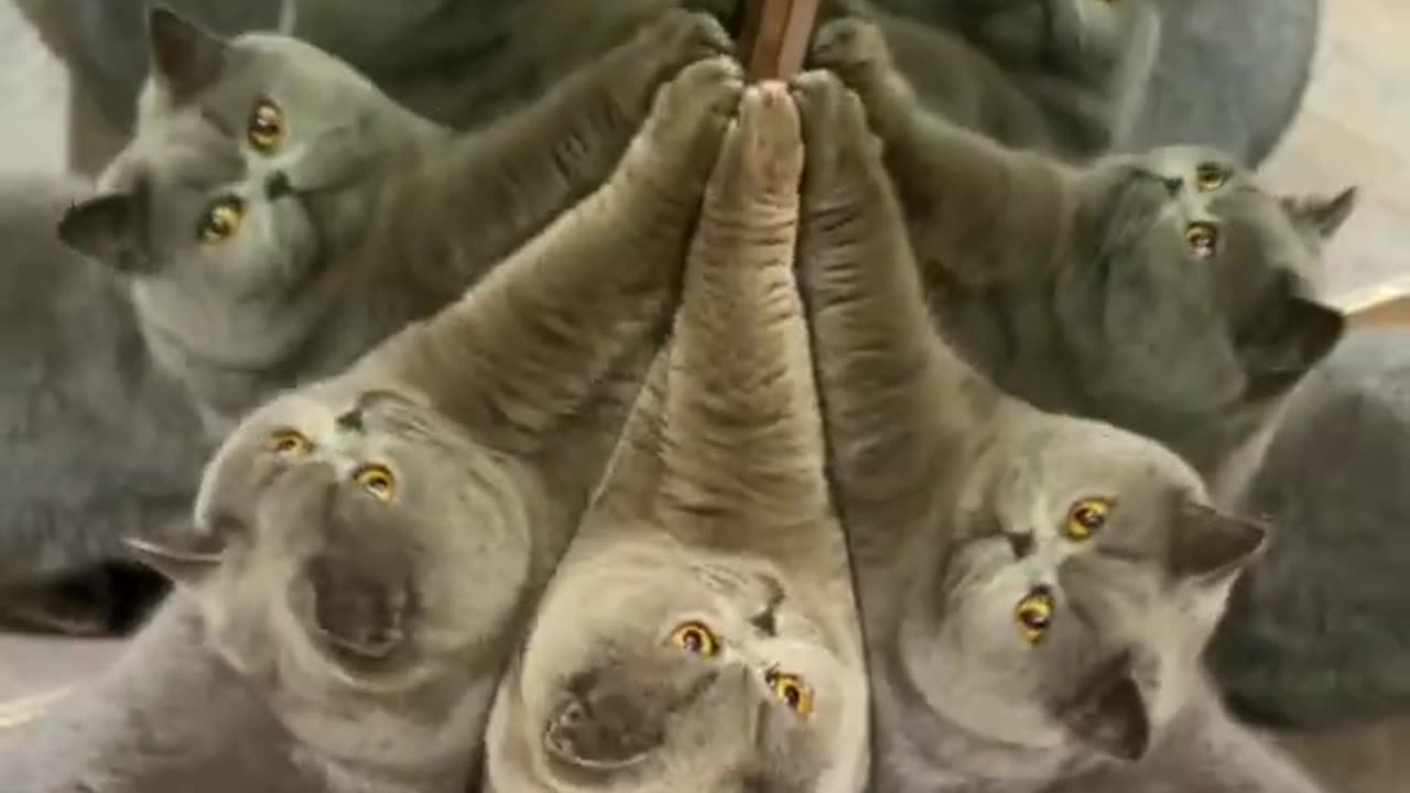 "Reflections of a Feline: A Cat's Encounter with its Mirror Image"