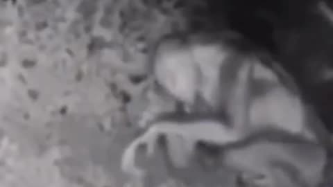 What the see on CCTV