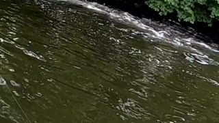 Blue Gill Bonanza