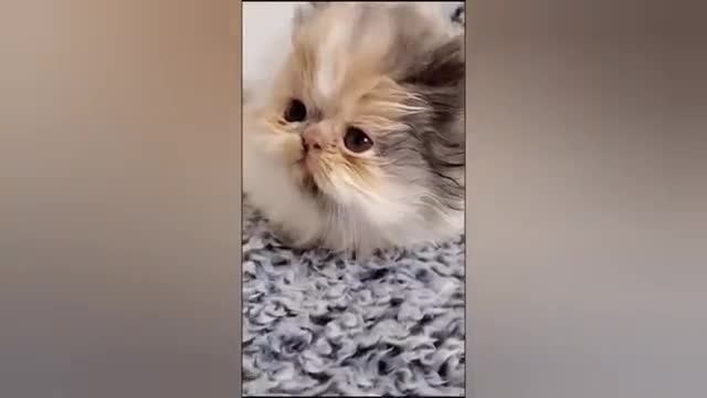 1 HOUR FUNNY CATS COMPILATION 2022😂| Super FUNNIEST Cats Videos In 2022 😂