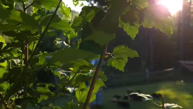 'Home' #1 - Cotton Pickin Kids #share #viral #family #familyfun #scenery #nature #sunset #wild